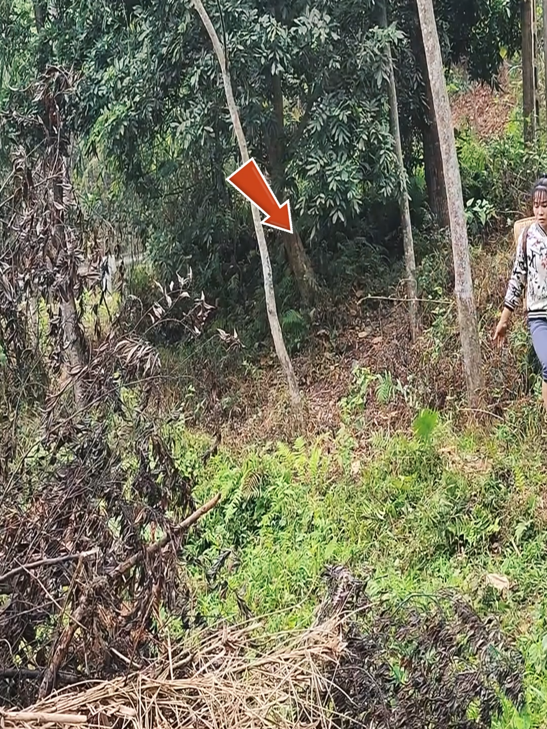 ¿Un camión de $40 podría convertirse en equipo agrícola? #reparar#renovar#limpiar#creativo#camión#abandonado