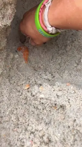 Surprise! Florida fighting conch  #fyp #shells #shell #treasure #foryou 