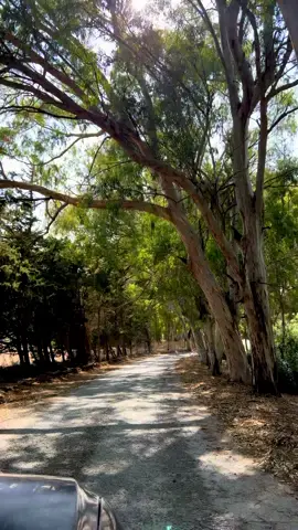 #bizerte_tunisie🇹🇳👑 #tiktok #fyp #capcut 
