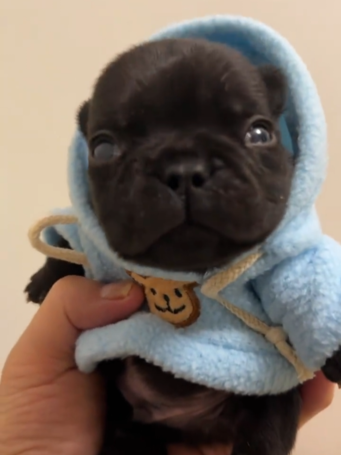 Sígueme para ser parte de la familia 🐶 #thepibblepost #gmail #washington #pibble 