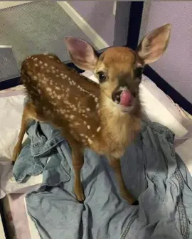 Oh deer #deer #fawn #deertiktok #mecore #bambi #deers #fawns 
