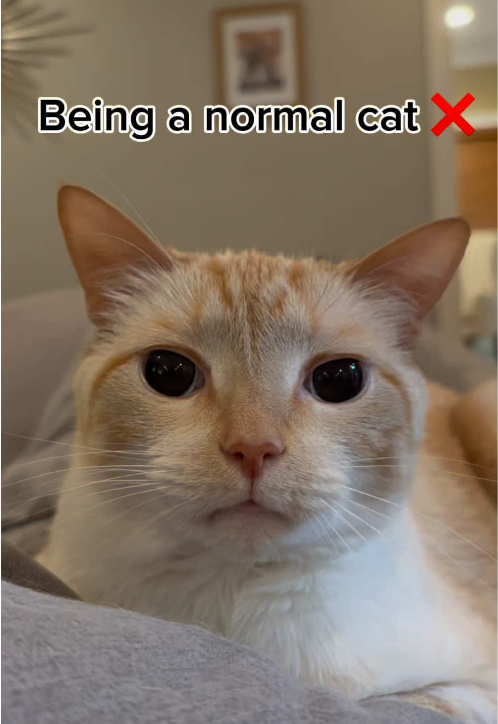 😺🏀 #fyp #viral #sherlockthecat_official #cats #catsoftiktok 