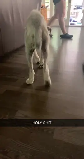 My dog passed away. Make him  go viral  #dog #rip #fail #dogsoftiktok 