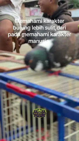 Betul tidak bolo? #merpatilovers #merpatikolongbebas #merpatiku #merpatikolongindonesia #pmkn #fypシ゚ #kenwood 