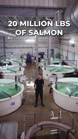 #salmon #fishing #fish #salmonfarming #salmonfarm #fyu #fyupage #fyp #fy #fyy #fyyyyyyyyyyyyyyyy #foryou #foryoupage 