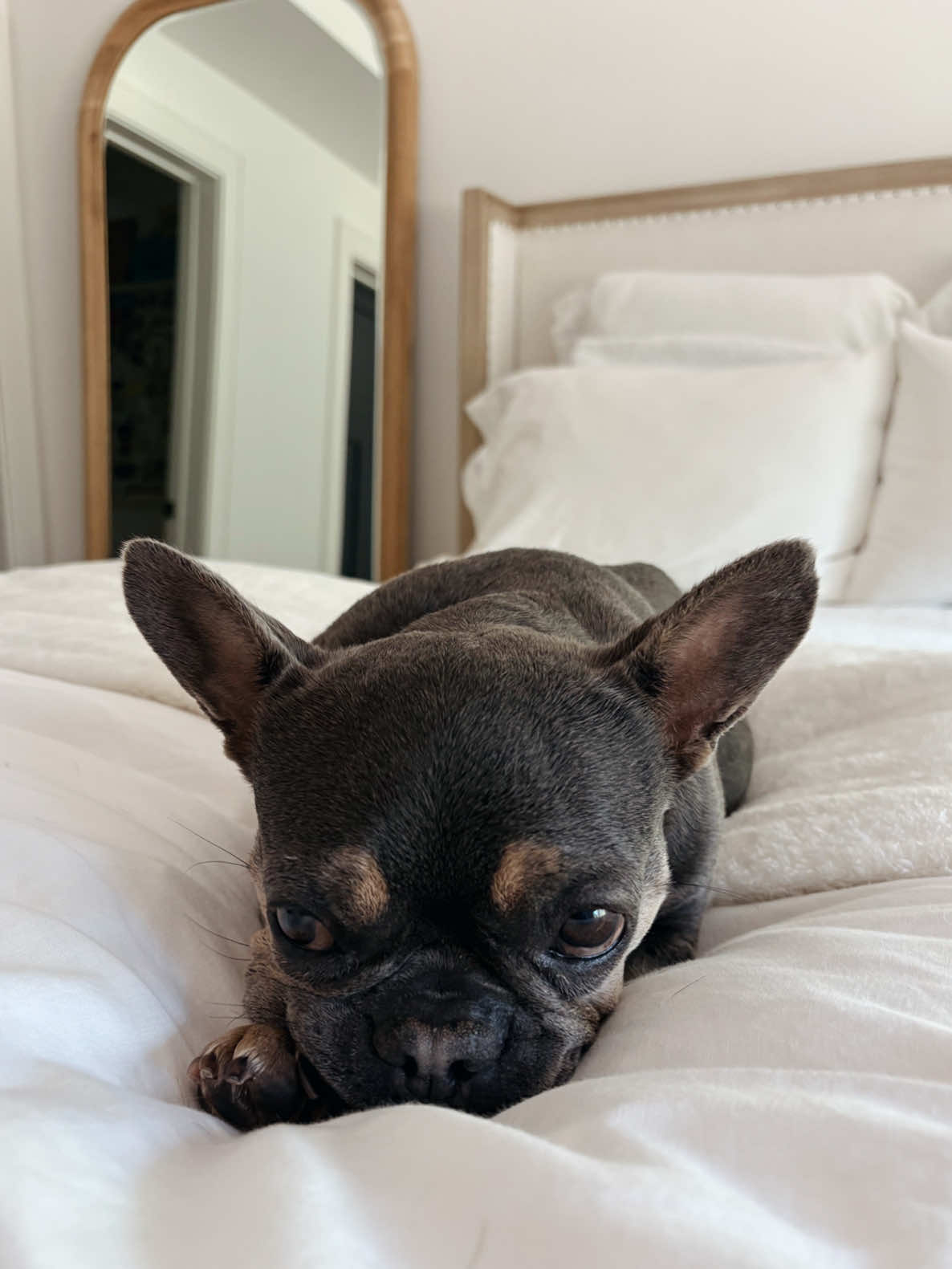 #duet with @tallblondeandhandsomee  She’s so perfect 🥹🥹 #frenchbulldog #puppy #fosterdog #frenchie #adoption 