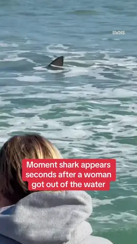 Moment shark appears seconds after a woman got out of the water #shark 