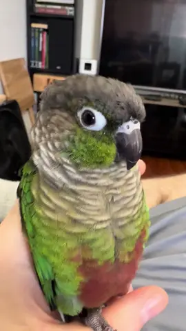 Another tired #conure #conureconvo
