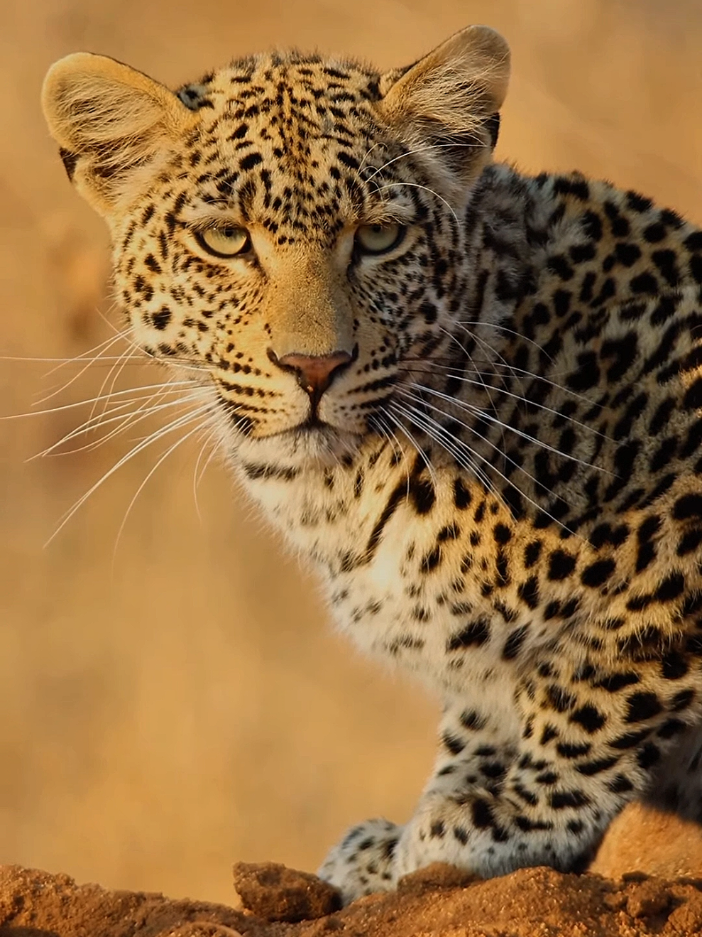 Leopard 🐆 👍 ❤️ Focus ,,,  Follw me 🌹 Big Cats ,, Big Animals ,, Cub ,,, Wild life,,, Big Katze,,, Sharing 🌹 Like 🌹...... #🐆 #🐆🐆 #Follwme  #Leopard #leopardo #leoparden #leopards #Cubs #BigKatze #AnimalsBaby #Biganimals #BigCat #Jaguar #Lion #löwe #Tiger #Cheetah #Gepard #Animals #wildlife #waldleben #tierwelt #Animal #Afrika #africa #foryou #fürdich #animalsword #Cute  #عالم_الحيوانات #اكسبلور  #🐆🐆🐆  #Ludwigsburg #Stuttgart 
