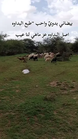 بيضاني بدوي وأحب طبع البداوه #اكسبلورر #fyp #اليمن🇾🇪 #السواديه #البيضاء 
