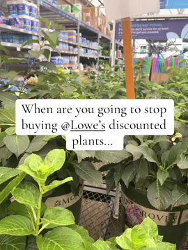 @Lowe’s can I be hired as a full time plant saver? #lowes #lowesclearance #PlantTok