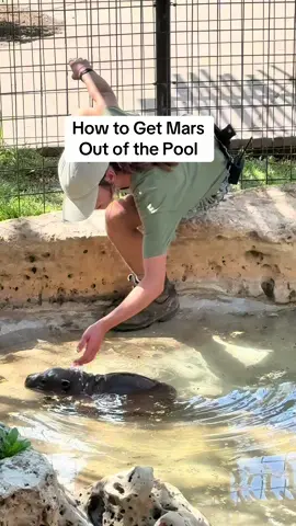 Scoot Scoot Slide Slide SWIM! #babyhippo #mars #hippobaby #babyanimals #famoushippo #kansas 