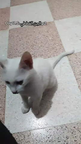 part:2  #catsoftiktok #cat #fyp #foryoupage #edit #black_hole #creatorsearchinsights 