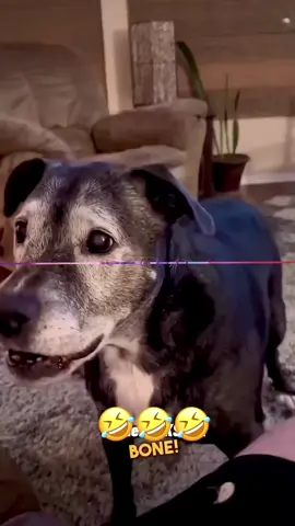“Funny Talking Pets Compilation” #funnyvideos #animalsoftiktok #voiceover #dogsoftiktok #catsoftiktok #PetsOfTikTok 