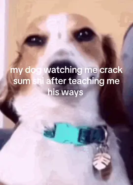 #fyp #giftok #xyzbca #meme #dogs