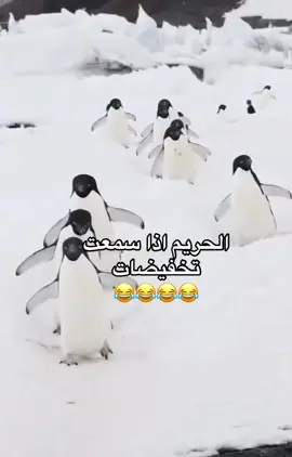 #الشعب_الصيني_ماله_حل😂😂  ‏#foryoupage #fyp #اكسبلورexplore  #ترند_تيك_توك #TikTokPromote #ترند #نكتة_مقطع_تحفيزي #اكسبلووووورررر 