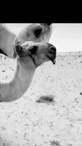 #فردي