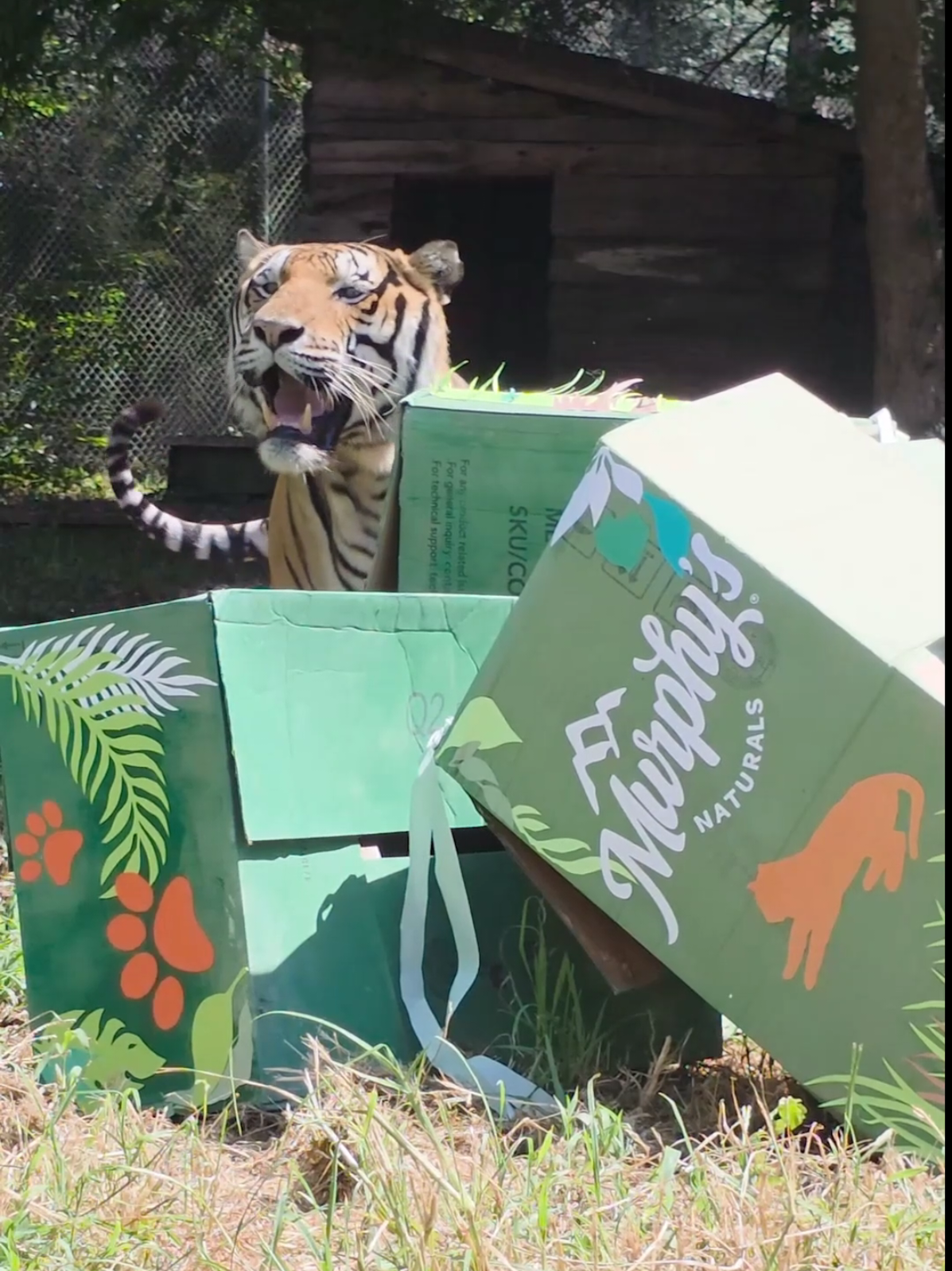 🐅✨ Happy International Tiger Day from Samar and Naveen! ✨🐅 This weekend, they had a blast tearing into their enrichment boxes during our International Tiger Day enrichment tours. Enrichment gives the cats fun, stimulating ways to express their natural behaviors, and your support makes this possible every single day. 💛 🍗 One of the most important ways we care for the animals is through their diet. Providing safe, healthy meals is essential, and food expenses alone total more than $95,000 every year. That is why our International Tiger Day Food Fundraiser is so critical. Every donation helps ensure that Samar, Naveen, and all of our rescued tigers receive the nutrition they need to thrive. 🐾 Thanks to Murphy’s incredible $5,000 match, your gift today will go twice as far. That means double the impact for not only our tigers but other rescues was well! The match and fundraiser will close at midnight tonight, so let's end on a strong note! #carolinatiger #predatorsnotpets #chathamcountync #pittsboronc 