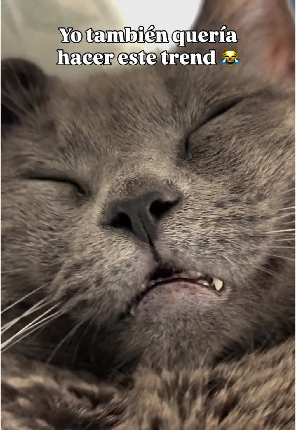 Dame un 💤😼 . . . . #cat #cats #catlover #catslovers #michi #michis #lovecat #gatoslindos #gatosyhumanos #parodia #gatosparodia #vidacongatos #catlove #rusianblue 