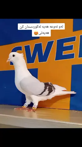 ماشااللە😍