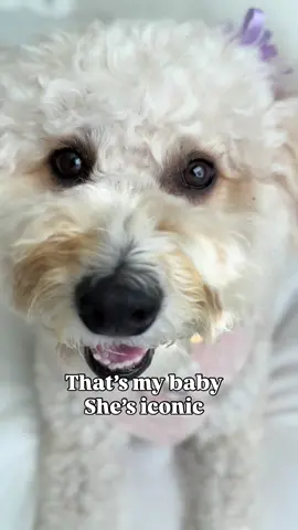 That’s my baby 🩷 #dogs #goldendoodle #dogsoftiktok #cute 