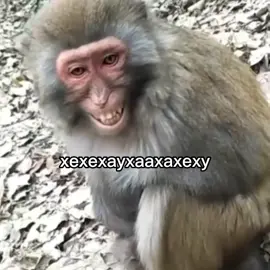 ххехеахахехахе #обезьянки #обезьяны #братки #браточки #манки #monkey #bratki #bratochki