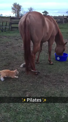 Horses and cats.🐎🥴#horse #horses #funny #animals #funnyvideos #foryou #farm 