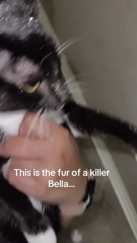 Where you been loca?! #twilight #catsoftiktok #fyp #twilightmovie #skinofakillerbella 