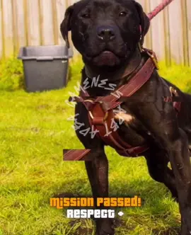 WASTED kangal                                       #apbt_game_dog #apbt #bulldog #workingdog #4x4 #4x4 #4x4 #4x4 #fyp #therealapbt #gameness #kangal_tr #kangal #adba #americanpitbullterrier #gamebreads #pitbull 