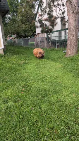 Deep sounding excited oinks for (pellets in water) dinner time. 