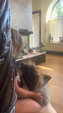 Koji complaining to the CEO! #Akita #longhairedakita #dogsoftiktok #akitatiktok  #koji 