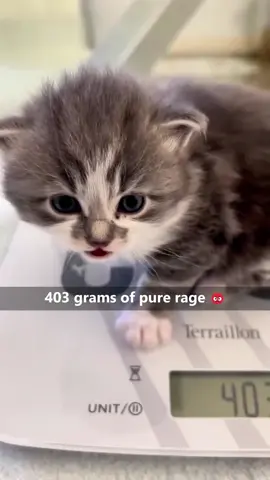 Who could say no to a meow like that? #cat #fyp #kitty #catlover #catsoftiktok 