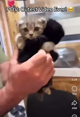 #cutekittens #siblinglove #kittens #furbaby #tiktok #fyp #heartwarming #Love #hugs #seperationanxiety 