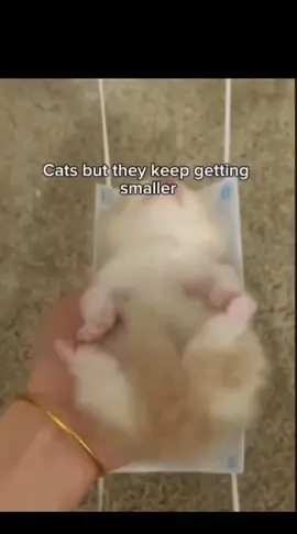 Cats but they keep getting smaller #kitten #catsoftiktok #fyp #viral