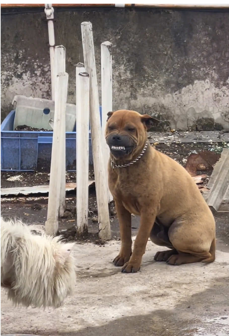 Look at this dog’s face😂😳#fentysuperbrandday #dogsoftiktok #dogs #cutedog #usa🇺🇸 