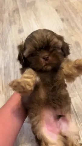 Chocolate liver shihtzu baby boy with green eyes ready in 2 weeks🥰 #shihtzu #shihtzupuppy #shihtzusoftiktok #shihtzulovers #fyp #creatorsearchinsights 