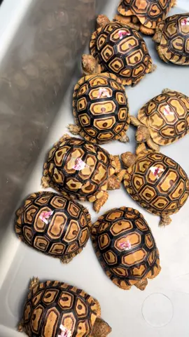🐢 #reptileplaces #pet #torto #kuradarat #fyp 
