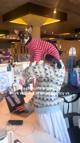 I left my dog friendly office so Poppy has traded conference calls for monster trucks and hard hats #chihuahua 
