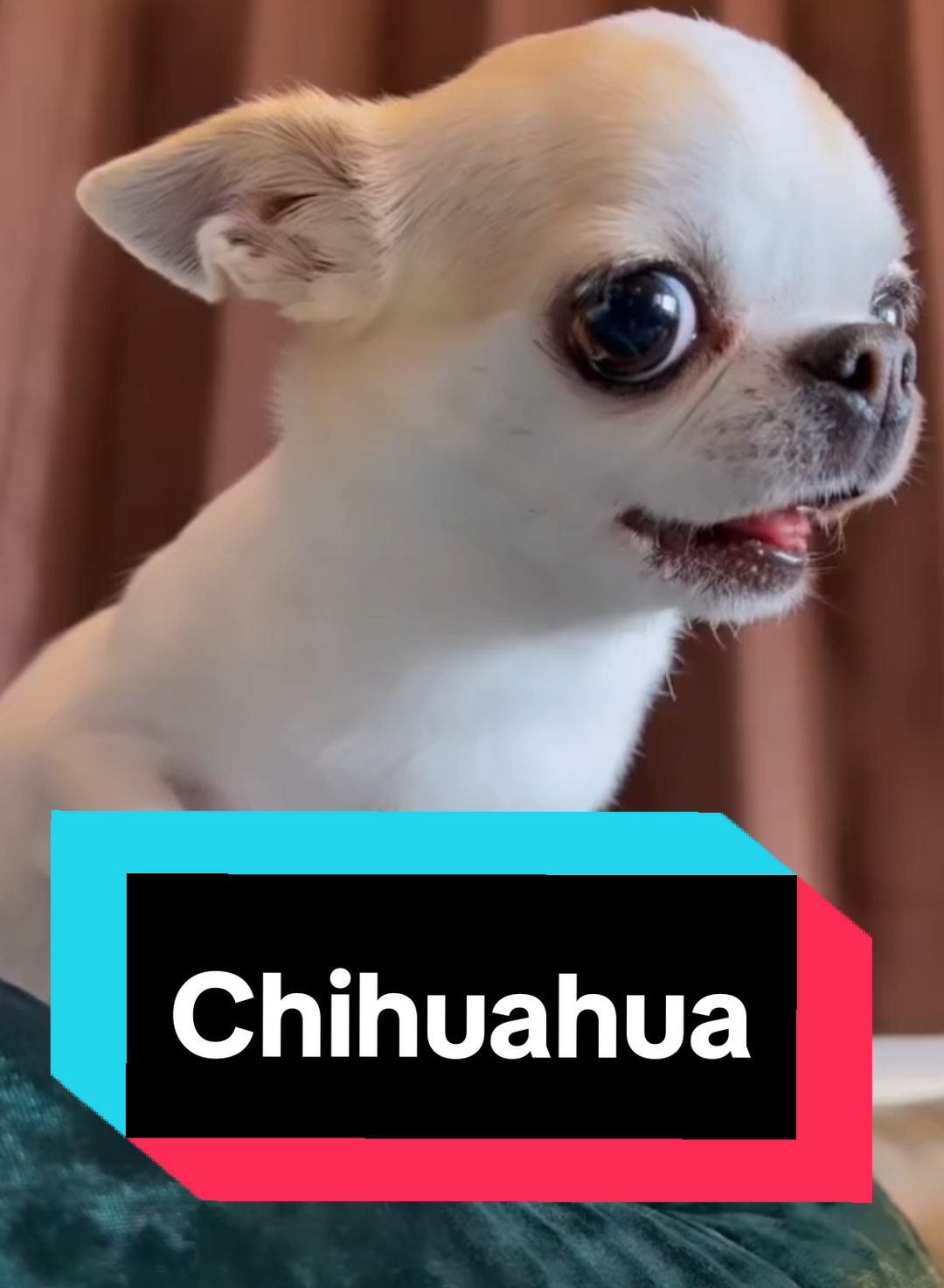 lerne den Chihuahua kennen!! #chihuahua #chihuahuastiktok #tier #tiere #haustier #chihuahuas 