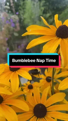 #bumblebee #bee #flowers #backyardgarden #anywhohaveagoodday 