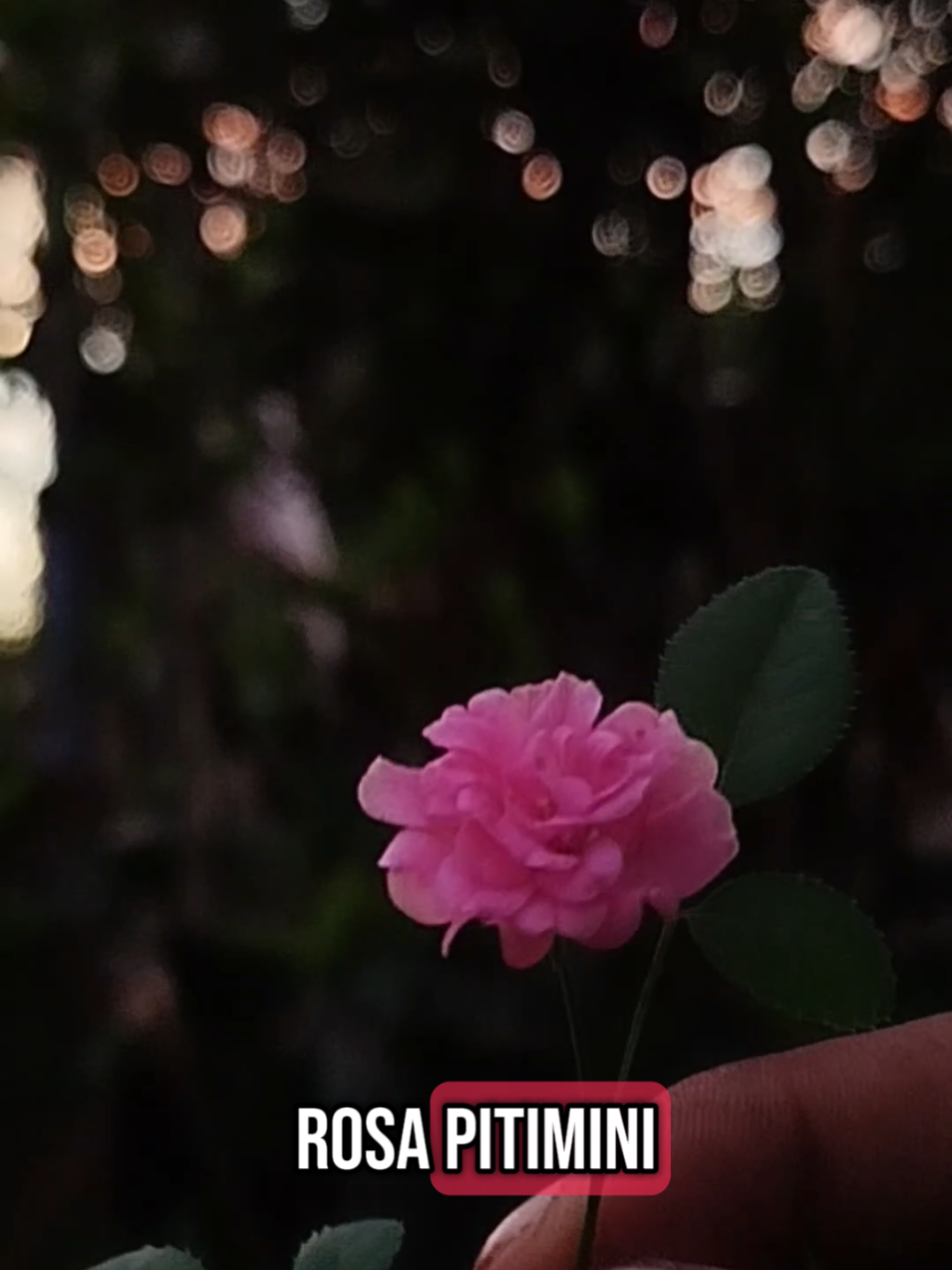 Miren que bonita Rosa pitiminí / rosa miniatura ideal para ti jardín 🌱☘️