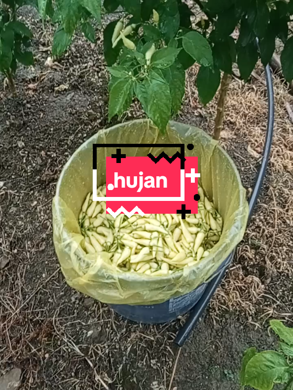 hujan Turun pun terpaksa radu untuk mencari sesuap nasi. sejuk sampai ke tulang #lada #putih #sejuk 