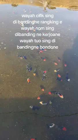 #maskoki #maskokiindonesia #maskokitulungagung #petaniikantulungagung #goldfish #goldfish_tuongvy🐠 #goldfishindonesia #orandagoldfish #orandapanda #pisces_fish #fyp #fypage #fypシ゚ 