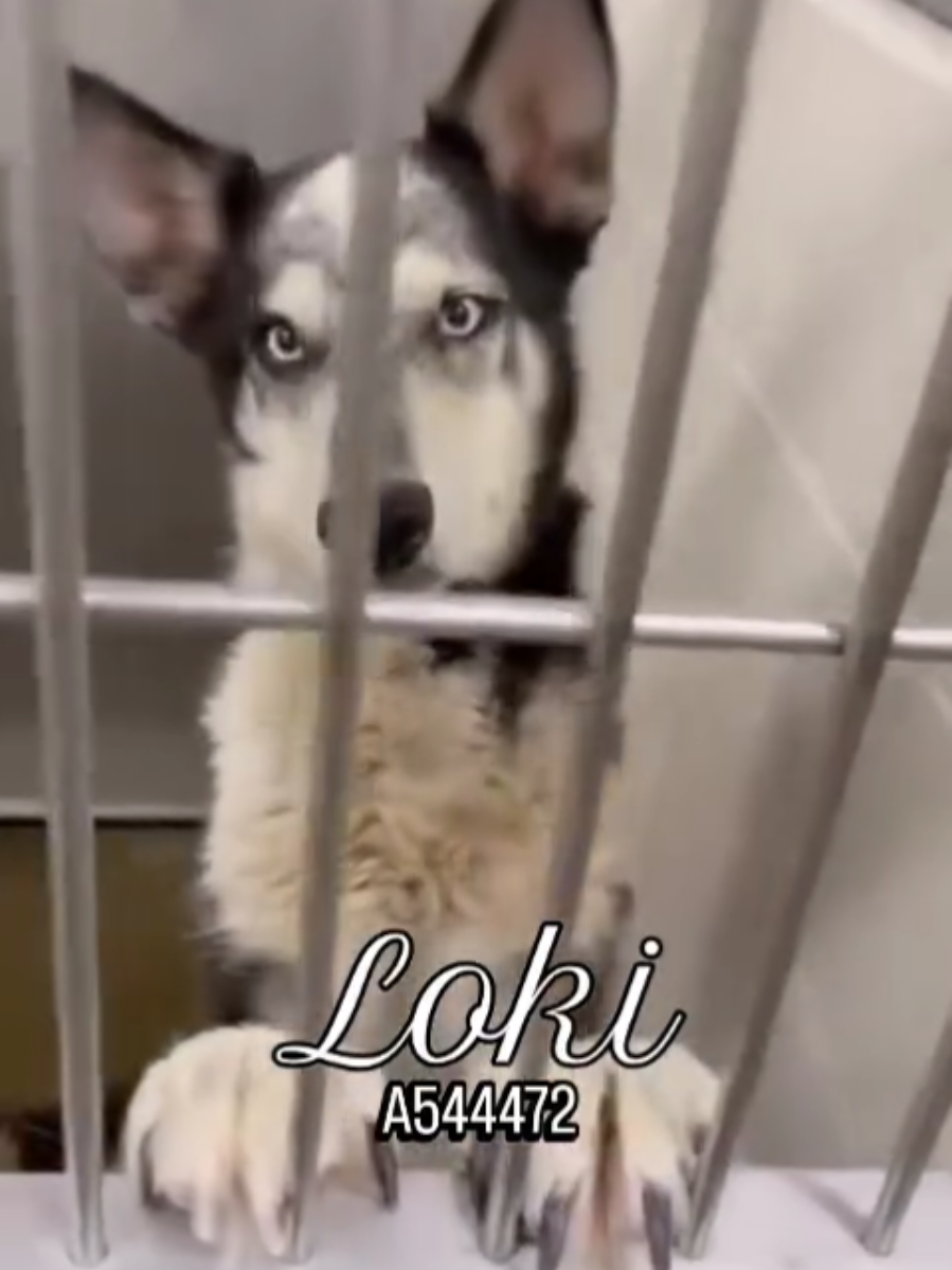 With a sad heart I'm forced to update that Loki's foster backed out tonight. Please share he now needs everything; foster and rescue or adoption 🙏🏼🩵 Just look at those ears! This sweet, social pup is full of love and potential he just needs a chance Let's get Loki out of the shelter and into the life he deserves. Can any rescues help? 🙏🏼😭🩵 LOKI #A544472  Male, black and white Siberian Husky, 1 year, 35.40 lbs Been at the shelter since Jul 08, 2025 and available for adoption now Moreno Valley Animal Shelter 14041 Elsworth Street, Moreno Valley, CA 92553  951-413-3790 PUBLIC EMAIL/GENERAL INFO: animalshelter@moval.org RESCUE EMAIL: rescue@moval.org  Adoption hours: Tuesday - Friday 10 am - 5 pm  Saturday 10:30 am - 3:30 pm (Closed Sunday-Monday & Holidays) . . . . #fosteringsaveslives #adoptdontshop #siberianhusky #huskysoftiktok 