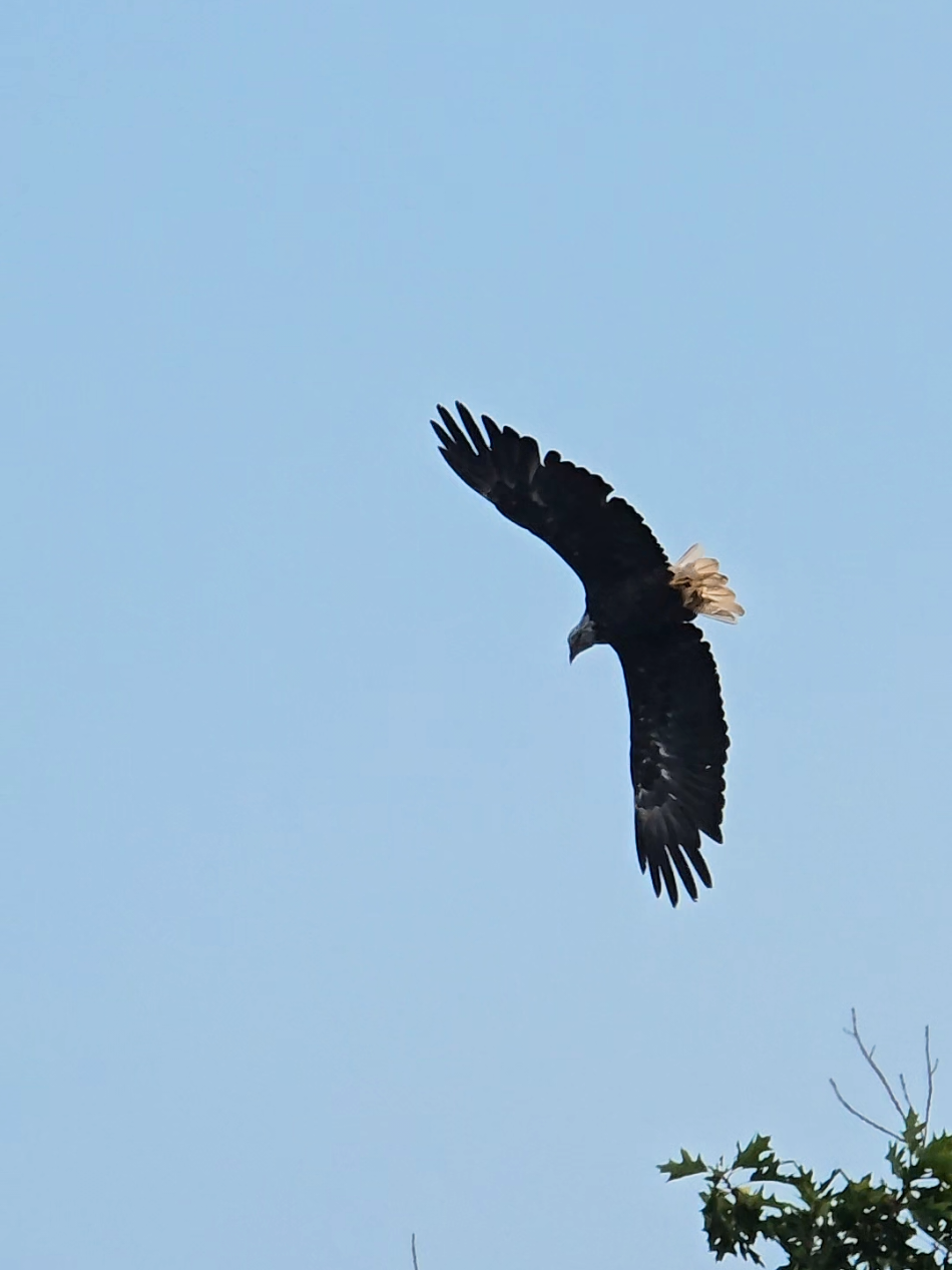 It's always a beautiful day in #KeweenawBay when the #eagles are out watching over the bay. #michigancheck #baldeagle #upperpeninsulamichigan #upperpeninsula #ojibwa #UPmichigan #Michigan #keweenawbayindiancommunity #Indigenous #IndigenousTikTok #native #nativetiktok #migizi 