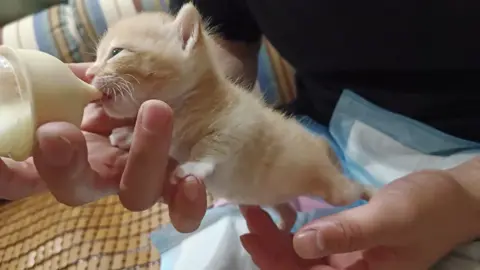 #kitten #kittensoftiktok #kitty #cat #catsoftiktok 