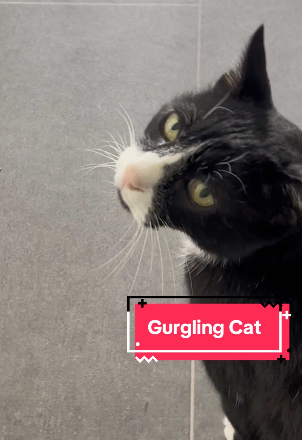 Meow with gurgles edition.  When he has just eaten and wants to tell ya all about it!  #meow #catsoftiktok #tuxedocat #meowentertainment #cat #catsdaily 