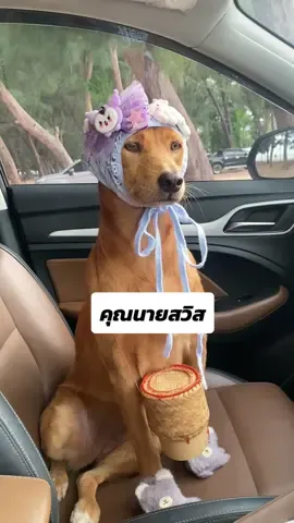 คุณนายสวิสคือกลับมาไวแท้น้อ #ไข่หวานหมาโพกหัว #ไข่หวานกะโซฮอลล์ #สวนสัตว์tiktok #หมาตลก #หมาน่ารัก 