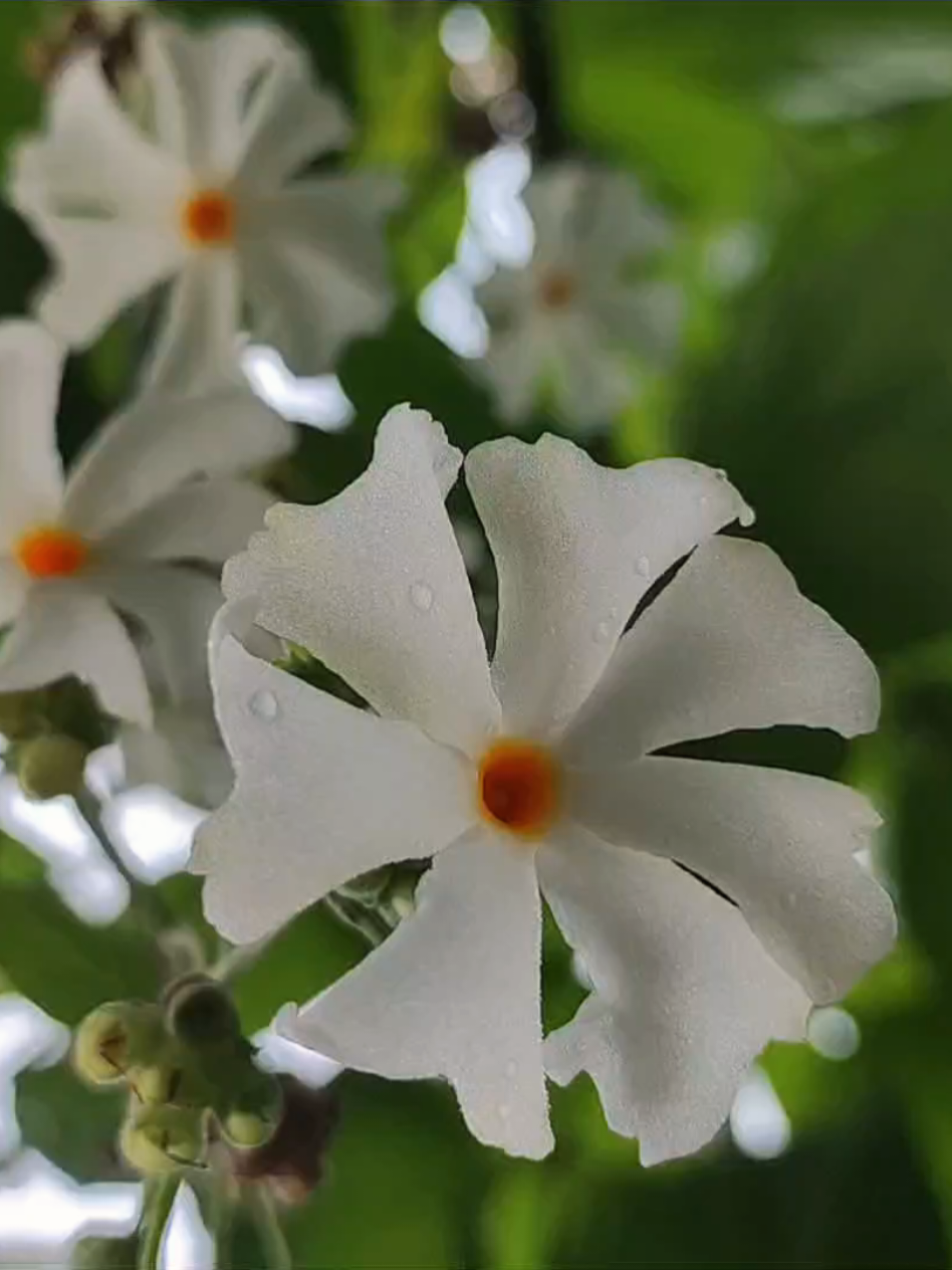 ভোরের শিউলি 🌸🤍 #flowers 
