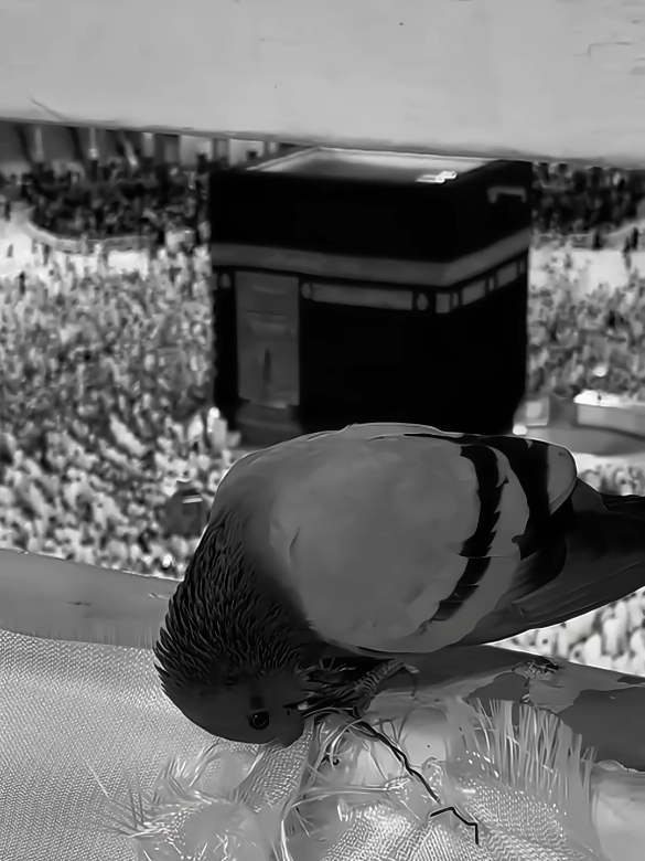 The Beauty of Existence 🥺 🫀🎧🖤. . . #4r0788 #nasheed #darkedit #aestheticvideos #islamiccontent 